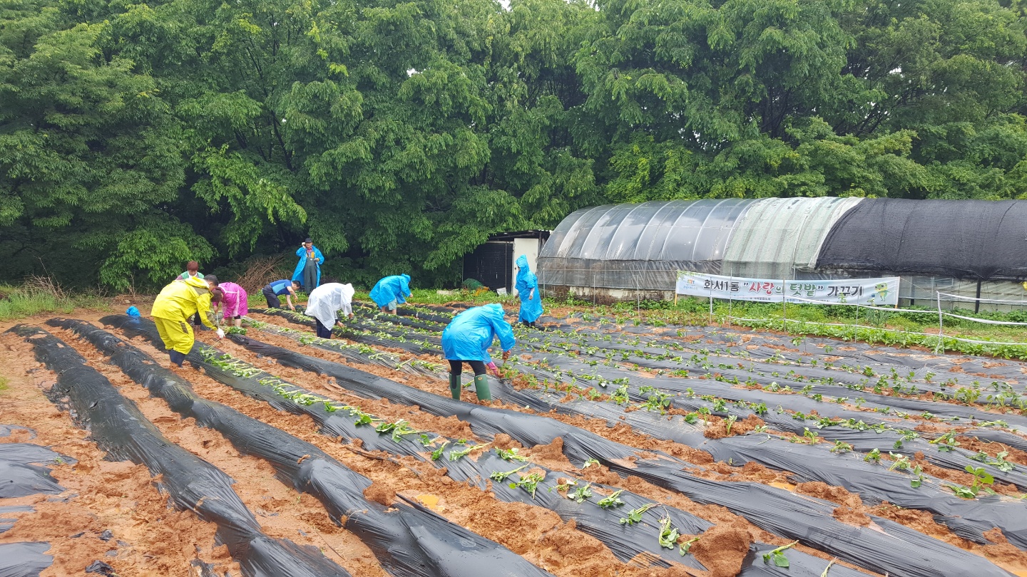 고구마 심기.jpg